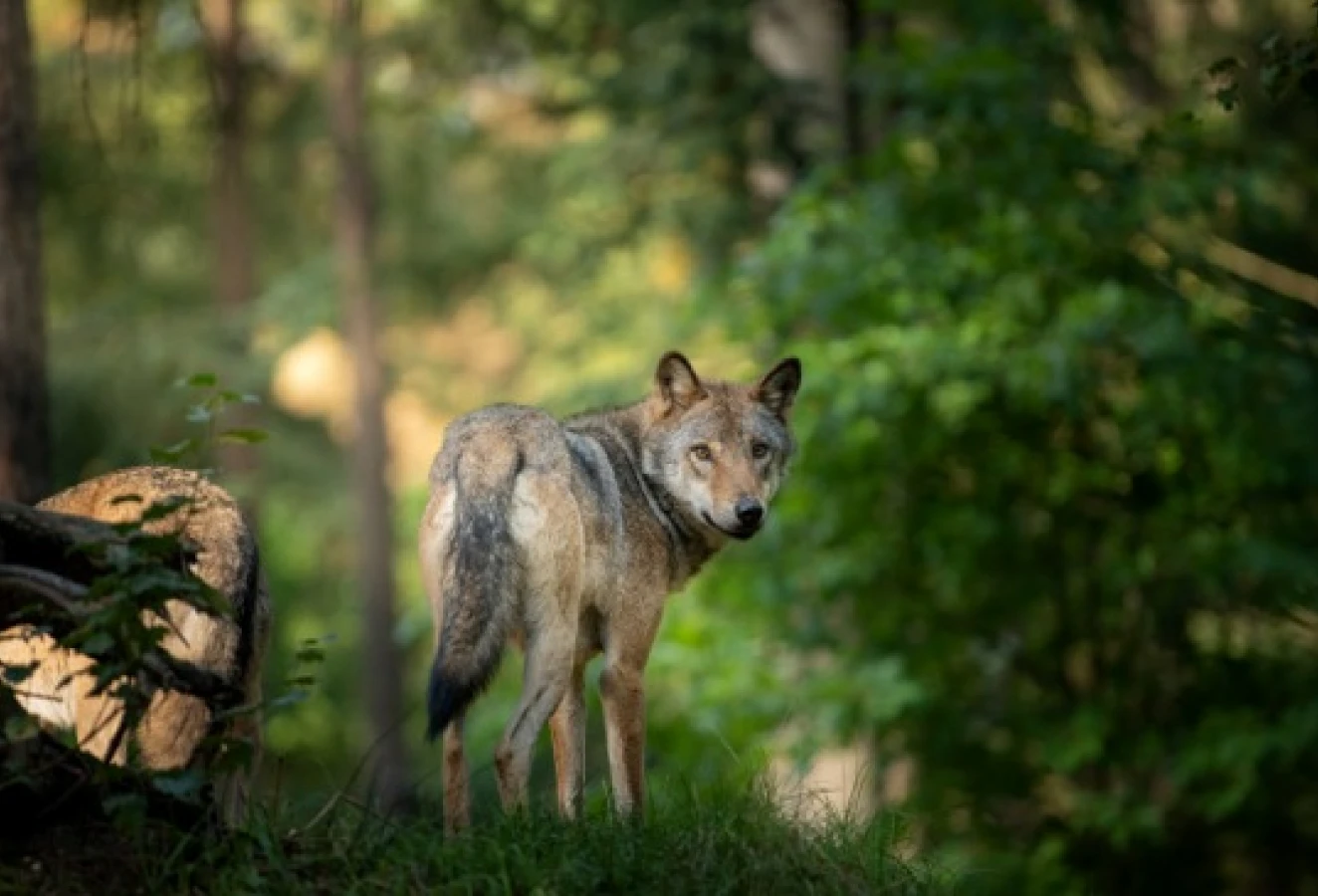 frame 394 (1) frame 394 (1)