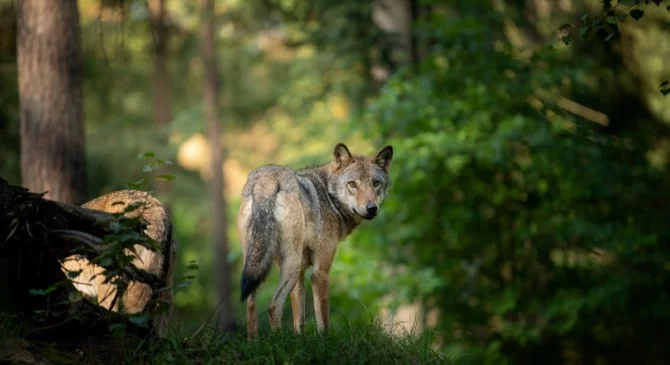 bisonte finca valparaiso 5