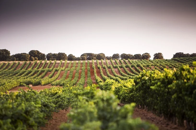 ribera del duero 3 2020 10 30